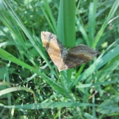 Scotopteryx chenopodiata