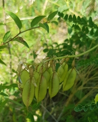 Astragalus membranaceus