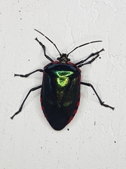 Rhyssocephala