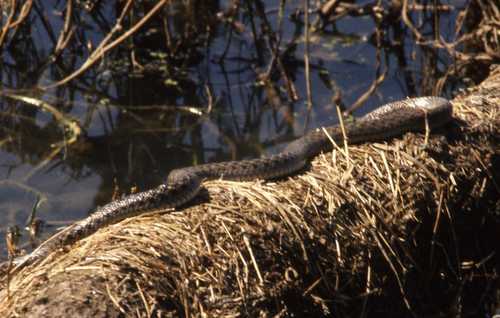 Fowlea piscator
