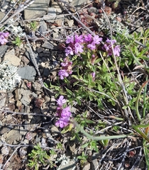 Thymus baicalensis