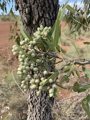 Corymbia polycarpa