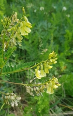 Astragalus membranaceus