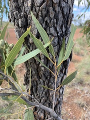 Corymbia polycarpa