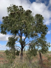 Corymbia polycarpa