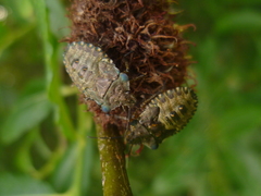 Pentatoma rufipes