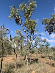 Corymbia grandifolia
