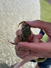 Carcinus maenas