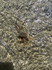 Carcinus maenas