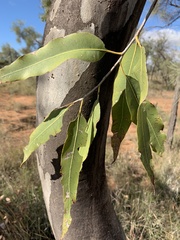 Corymbia grandifolia