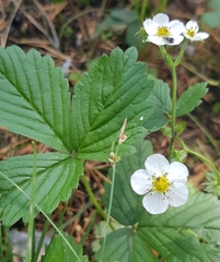 Fragaria orientalis