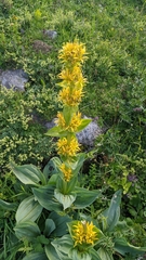 Gentiana lutea lutea