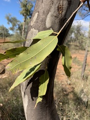 Corymbia grandifolia