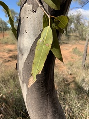 Corymbia grandifolia