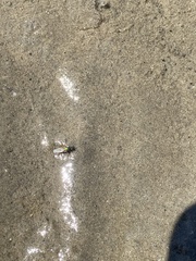 Poecilobothrus nobilitatus