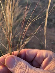 Aristida hygrometrica
