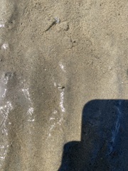 Poecilobothrus nobilitatus