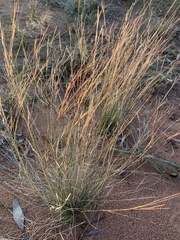 Aristida hygrometrica