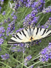 Iphiclides podalirius