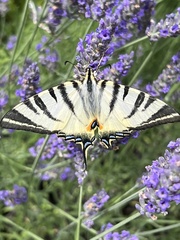 Iphiclides podalirius