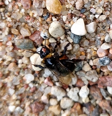 Apinae