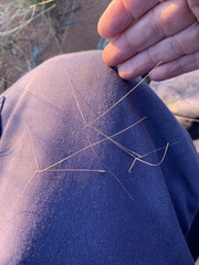 Aristida hygrometrica