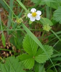 Fragaria orientalis