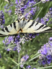 Iphiclides podalirius