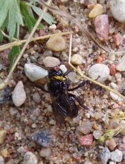 Apinae