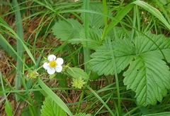 Fragaria orientalis