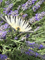 Iphiclides podalirius