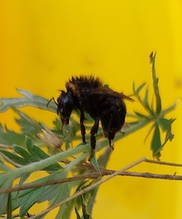 Apinae