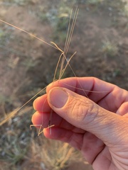 Aristida hygrometrica