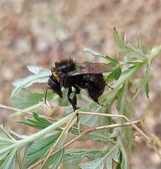 Apinae