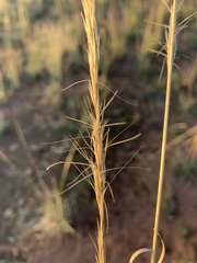 Aristida inaequiglumis