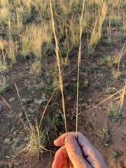Aristida inaequiglumis