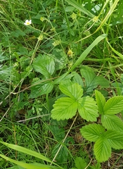 Fragaria orientalis