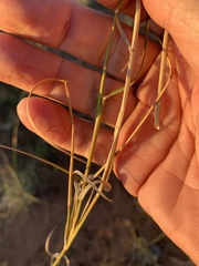 Aristida inaequiglumis