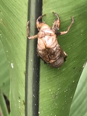 Chremistica ochracea