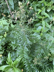 Polemonium caeruleum