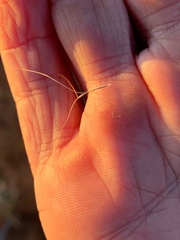 Aristida inaequiglumis