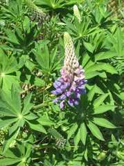 Lupinus polyphyllus
