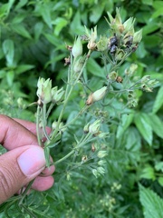 Polemonium caeruleum