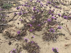 Monardella sinuata nigrescens