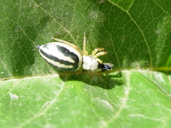 Heliophanus melinus