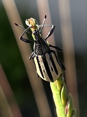 Diaprepes abbreviatus