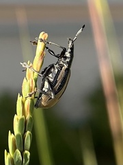 Diaprepes abbreviatus