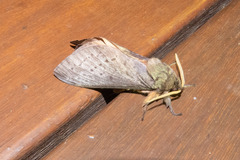 Oxycanus silvanus