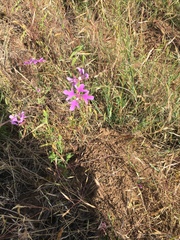 Clarkia pulchella
