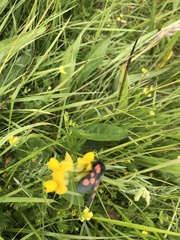 Zygaena trifolii
